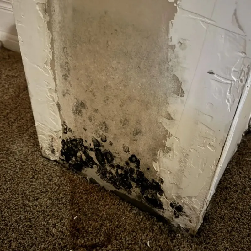 Professional Mold Removal in Eau Claire, WI